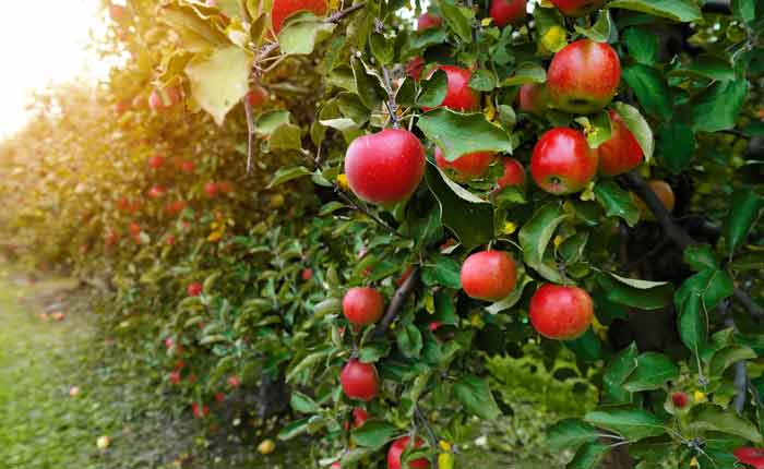 Apfelbaum voll mit reifen Äpfeln