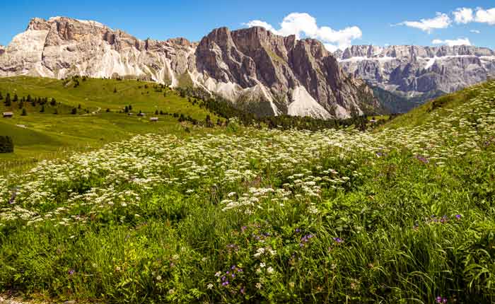 Blühende Landschaft alpiner Bergwiesen