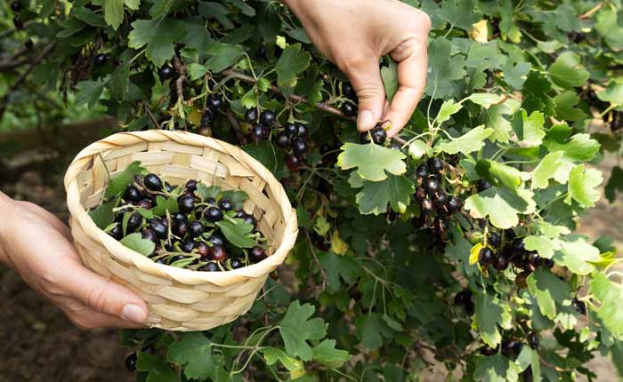 Cassis ist die schwarze Johannisbeere und ist die beliebteste Sorte